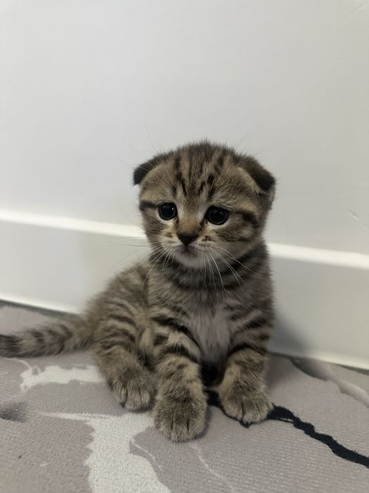 Продам котят пародистых