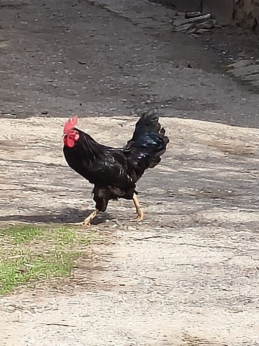 Продам домашних петухов