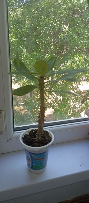 Комнатные цветы  продам