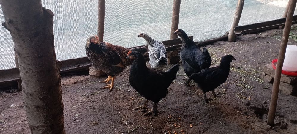 Продаются домашние КУРЫ Кибрай