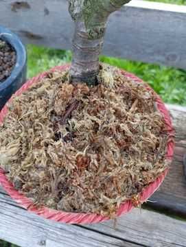 Muschi sphagnum (muschi de turba) - pentru bonsai si orhidee