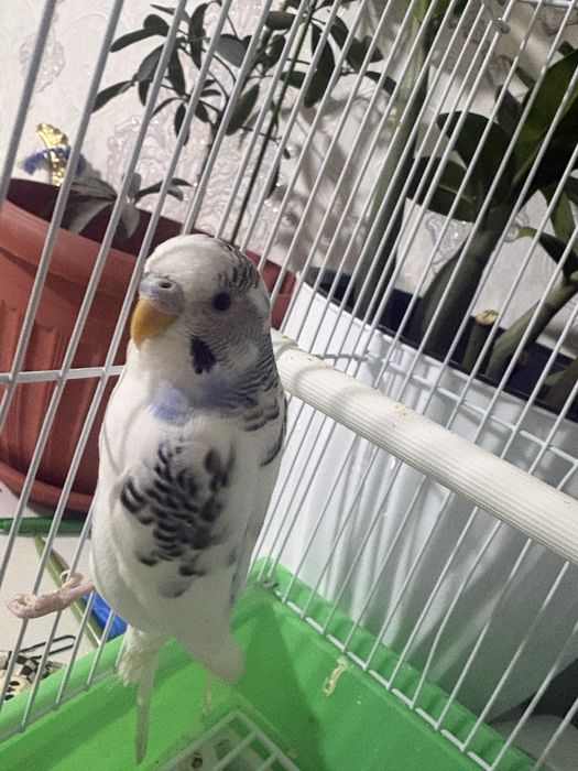 Продам попугаев с клеткой
