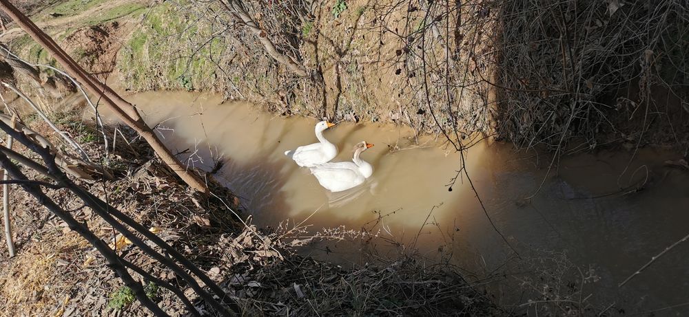 G'ozlar 3 yosh soglom tuxumli