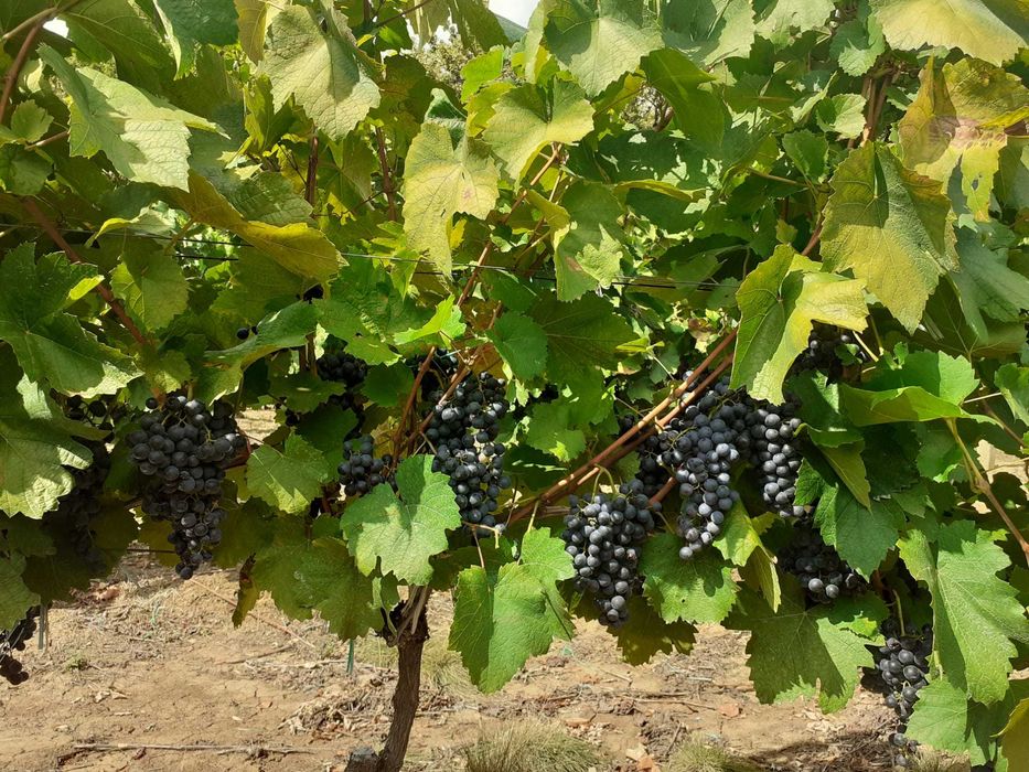 Vanzare struguri de masă/vin