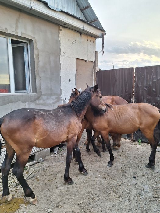 Жылкы құлындар 4 еу сатылады