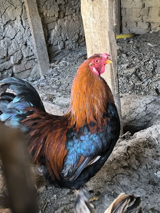 Ху́роз соглом ебичиши яхши