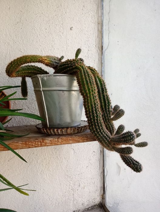 Ghiveci cu cactuși .