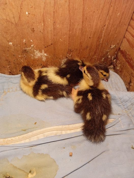 Продам индоутят.