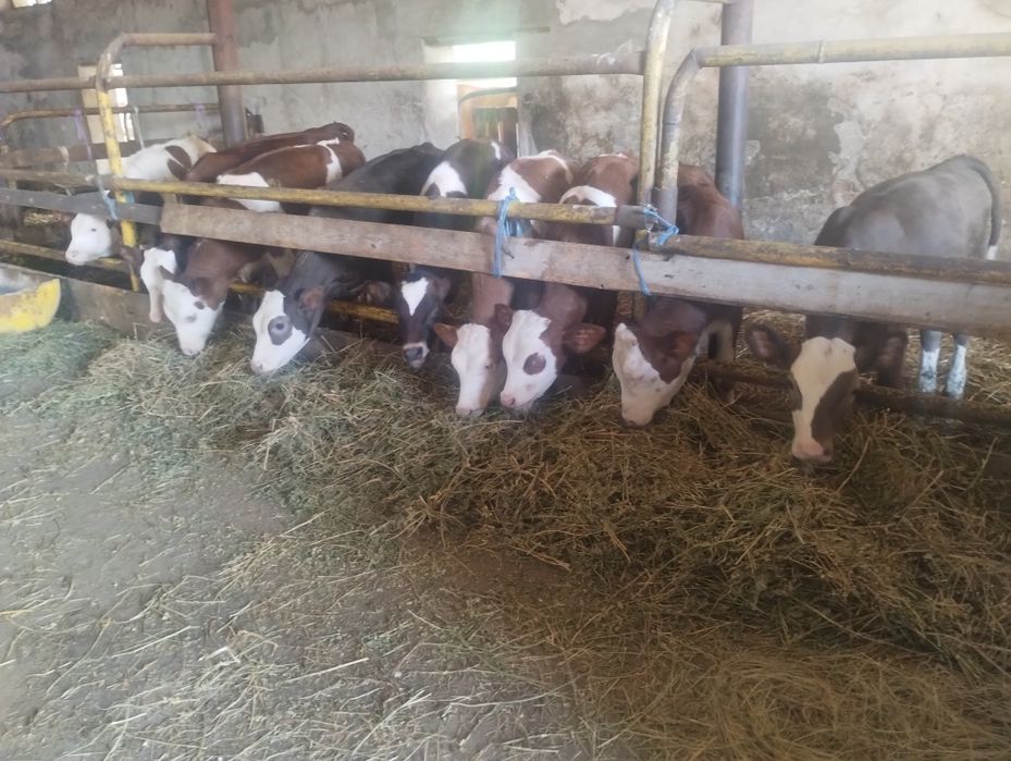 Vând 8 viței înțărcați