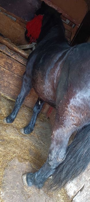 Vând o manza și un mânz oferta