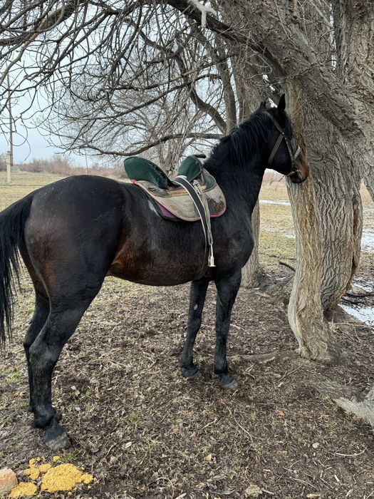 Айғыр сатыладыыы