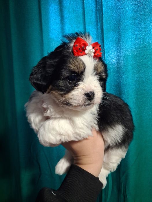 Bichon maltez 600 lei