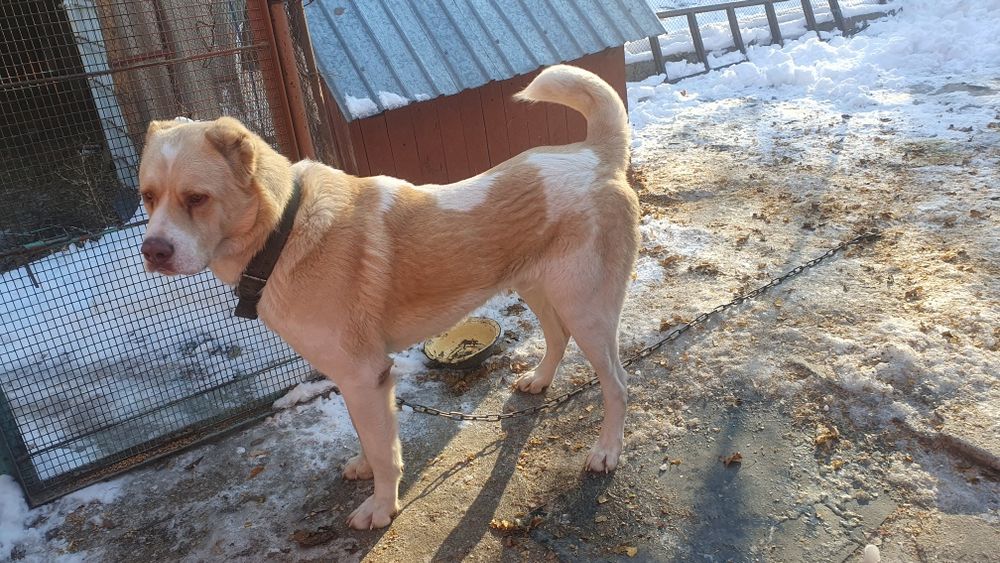 Продам кабеля боицовых кровей