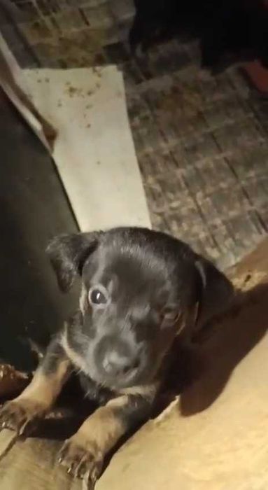 Подкинули щенков. Нужен дом. Срочно!