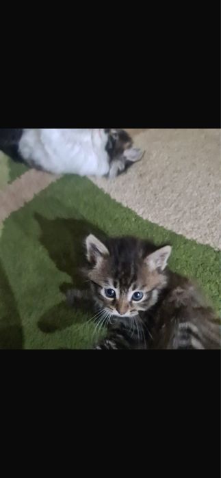 Очаровательные полосатые котята в добрые руки!