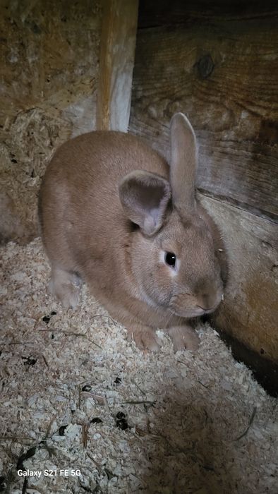 3 iepuri de dat  300 lei toti