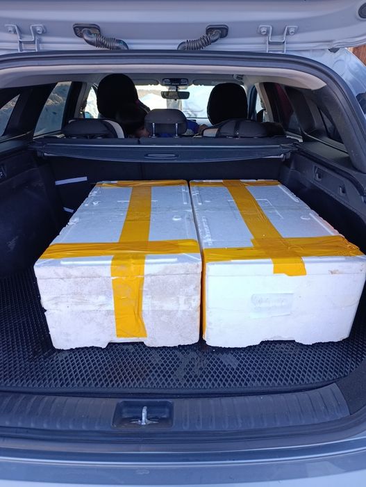 Форель охлаждённая оптом