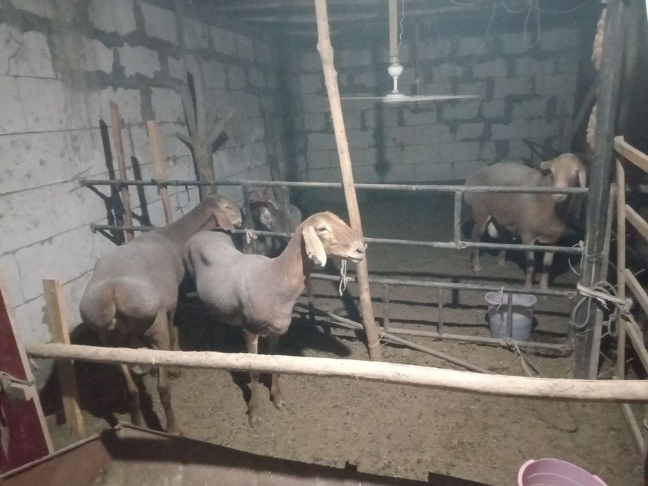 Arashan qo'chqor qo'ylar sotiladi