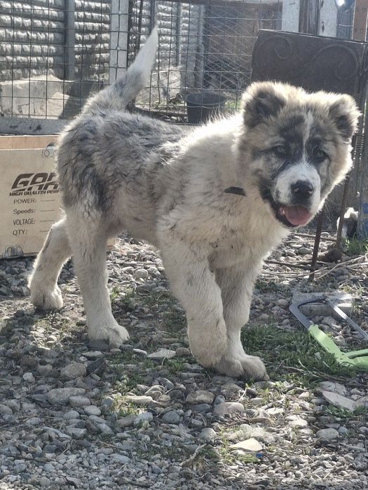 Будуши супер тяж