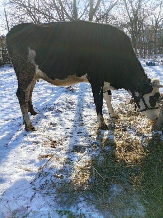 Vând vacă cu lapte