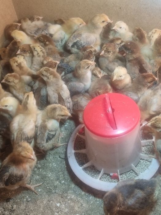 Кучин тауығының балапандары бар