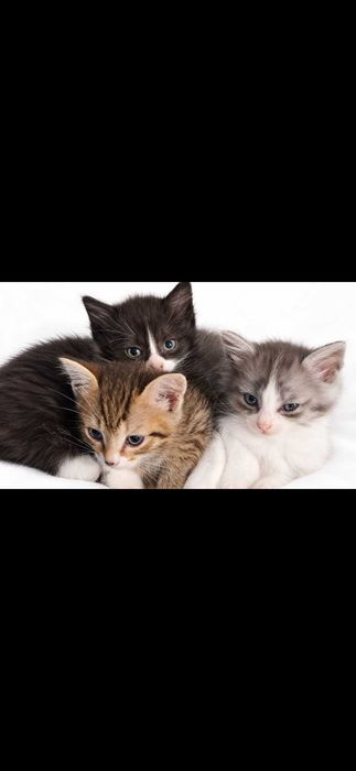 Котята ищут себе дом