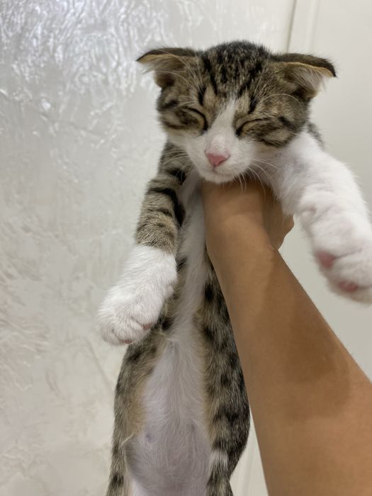 Шотландская вислоухая кошка