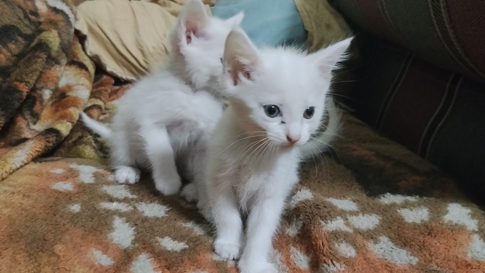 Отдам котиков даром