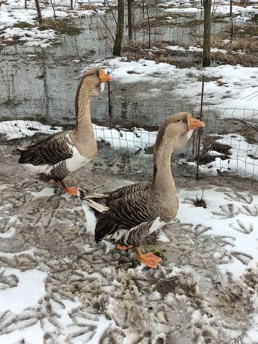 Pereche gâște holmogor