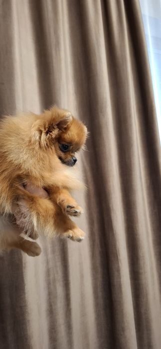Fetita pomeranian cu pedigree fci
