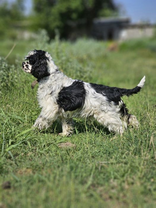 Зоогостиница для домашних питомцев