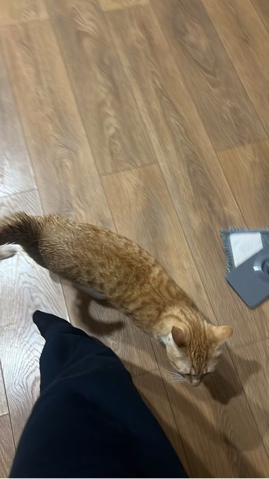Отдам рыжего кота бесплатно