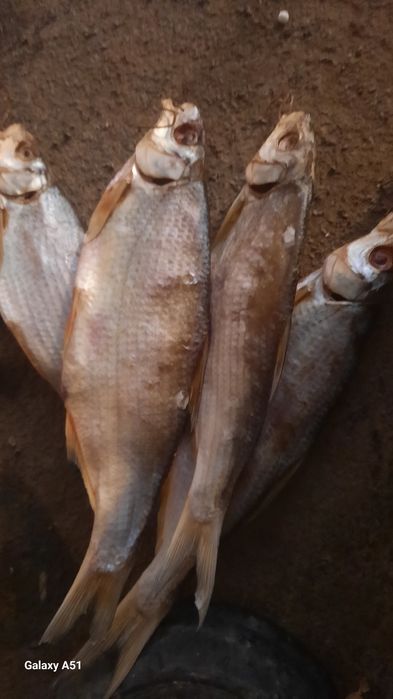 Рыба сушенная свежак