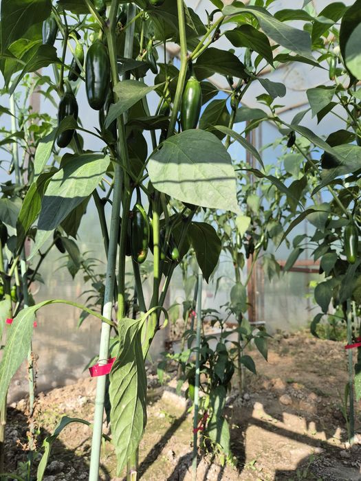 Ardei iute JALAPEGN̈O, Proaspăt, preț avantajos