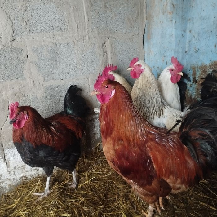 Продам куры домашние