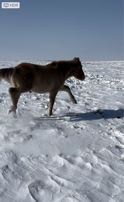 Мұғалжар МЗ жылқысы