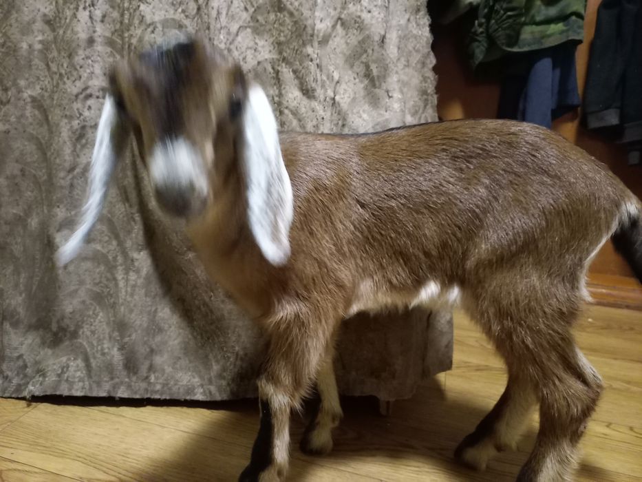 Продаётся месячная козочка от высокоудойной козы