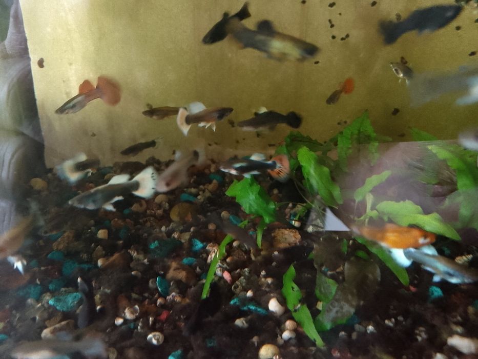 Продам гуппи  Микс