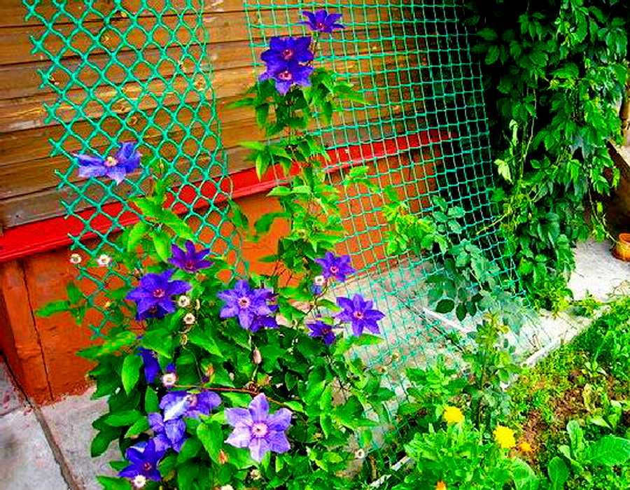 Клематисы фото в саду на сетке Клематисы фото в саду на сетке