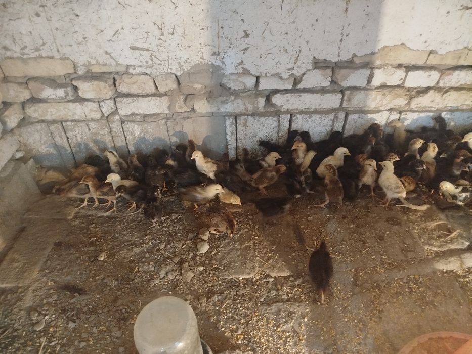 Xonaki 20 kunlik jo'jalar