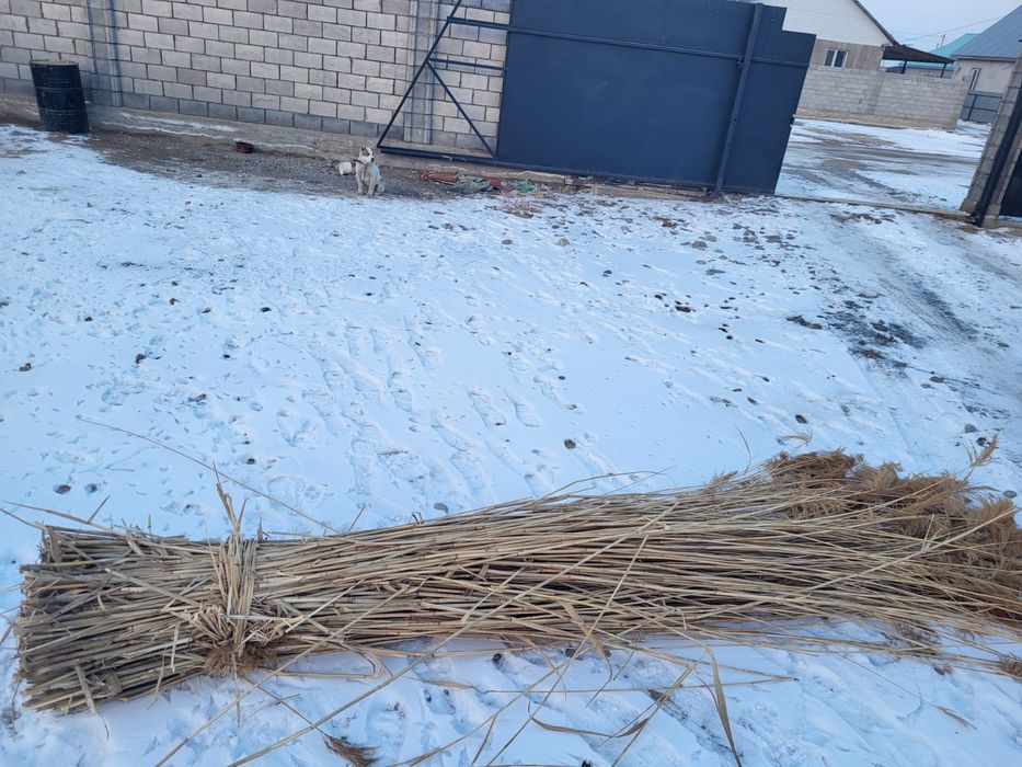 Қамыс каркаска  Жаналык Байсерке