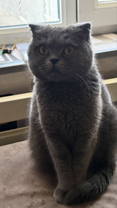 Продается кошка скоттиш девять месяцев