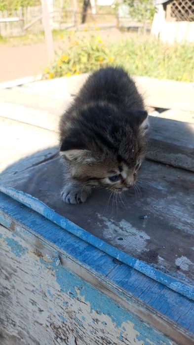 Отдам котят бесплатно