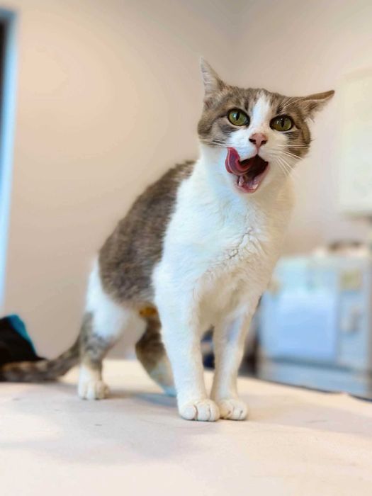Adoptie Pisica Ami sterilizata