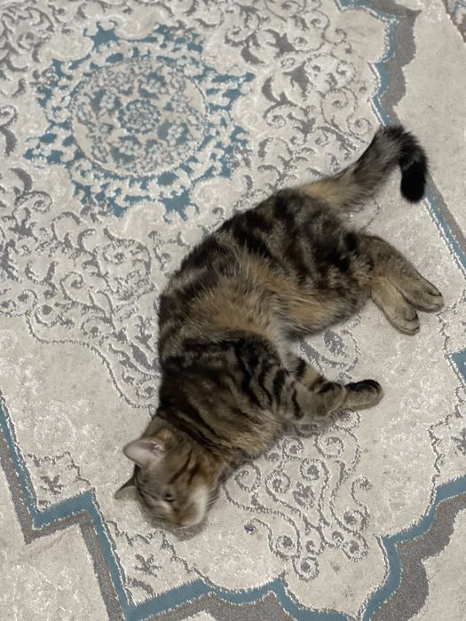 Продам кота в хорошие руки