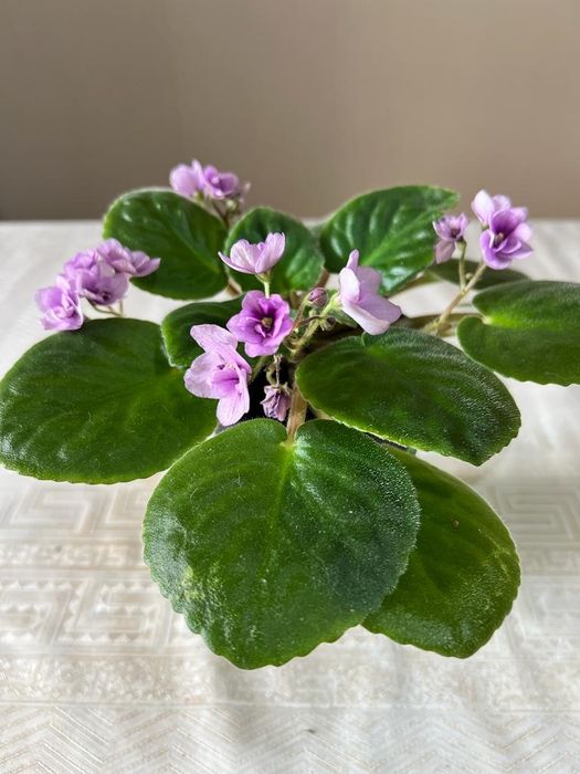 Продам комнатные цветы.