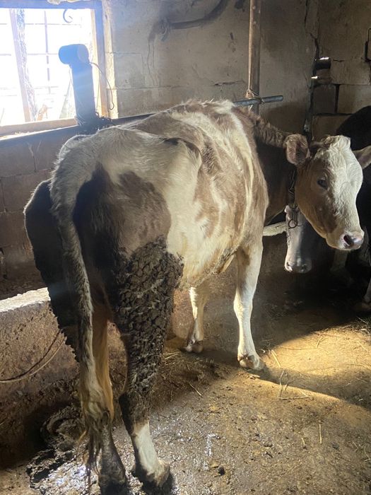 Продам коров хорошие дойные