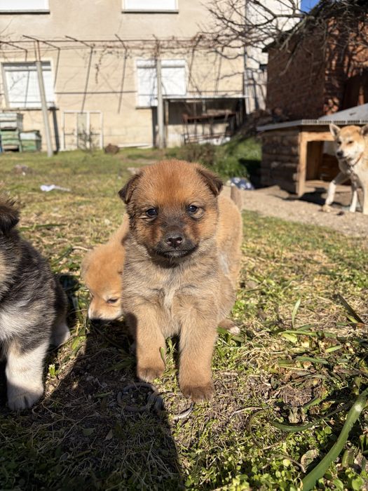 Подарявам кученца