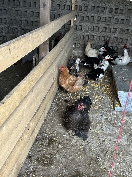 Gaini, Curci si rațe