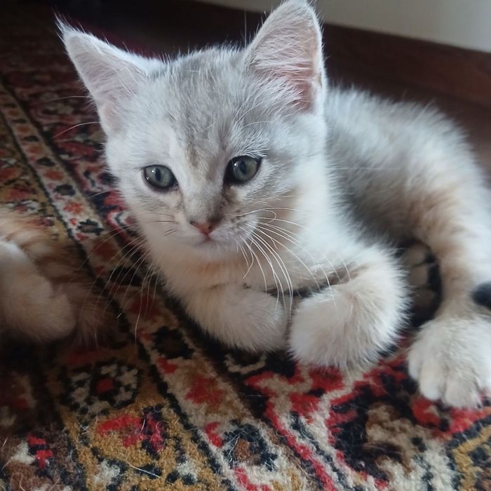 Кошка Британский коротка шерст